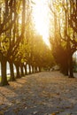 Italy, Arona.Alley of high manicured tree-lined promenade.