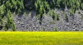 Italy (Ayas Valley) Yellow flowers