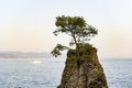 Italy. CadregaÃ¢â¬â¢s rock, maritime pine tree, waterfront between Santa Margherita and Portofino