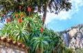 Italy - Capri landscape with Aloe Arborescens Aloe arborescens