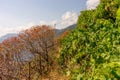 Italy, Cinque Terre, Manarola, a group of bushes and trees in wineyard Royalty Free Stock Photo