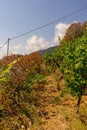 Italy, Cinque Terre, Manarola, a group of bushes and trees in wineyard Royalty Free Stock Photo