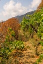 Italy, Cinque Terre, Manarola, a group of bushes and trees in wineyard Royalty Free Stock Photo