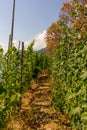 Italy, Cinque Terre, Manarola, a group of bushes and trees in wineyard Royalty Free Stock Photo