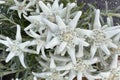 Beautiful edelweiss blooming around the Dolomites in Italy