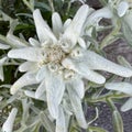 Beautiful edelweiss blooming around the Dolomites in Italy