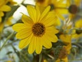 Italy, countryside, topinambur flowers