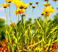 in italy dasy yellow flower field nature and spring Royalty Free Stock Photo