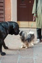Italy, dogs sniffing