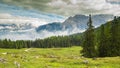 Italy, Dolomites - a wonderful landscape, meadow among pine
