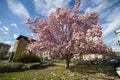 Italy, Florence, Magnolia tree.