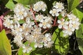 Chokeberry flowers blooming in Tuscany, Italy