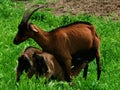 Alpine chamois baby goats sucking milk from mother goat in the farm in Chianti Valley, Italy Royalty Free Stock Photo