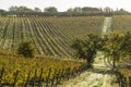 Italy Grosseto maremma Scansano, cultivation of Morellino di Scansano vine, autumn colors