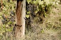 Tuscany - A Secluded Hillside Vineyard Above The Town Of Asciano Royalty Free Stock Photo