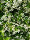 Countless white star jasmine flowers blooming in spring Royalty Free Stock Photo
