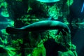 A mighty North American manatee swims in its tank