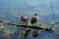 Italy, Lombardy, Adda river, Fulica atra, coot, with chicks