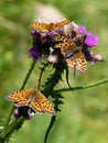 Italy, Lombardy, Foppolo, flower thistle with butterfly