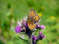Italy, Lombardy, Foppolo, flower thistle with butterfly