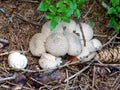 Italy, Lombardy, Foppolo, Orobie Alps, Mountain forest mushrooms