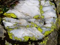 Italy, Lombardy, Foppolo, Orobie Alps, Quartz lichens