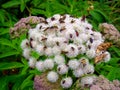 Italy, Lombardy, Foppolo, white flower covered with insects