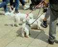 Italy, Milan, Cathedral Square (Piazza del Duomo), three white dogs