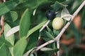 Italy olives berries on a tree branch with green leaves, Spain green olive oil berry. Royalty Free Stock Photo