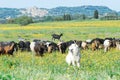 Italy- Overview of Dogs Herding a Bunch of Goats in Flowers