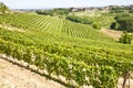 Italy - Piedmont region. Barbera vineyard Royalty Free Stock Photo