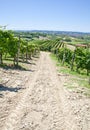 Italy - Piedmont region. Barbera vineyard Royalty Free Stock Photo