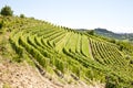 Italy - Piedmont region. Barbera vineyard Royalty Free Stock Photo