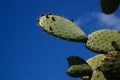 Sicilian Prickly Pear