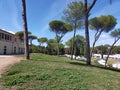 Italy, Rome - the pine\'s park. Royalty Free Stock Photo