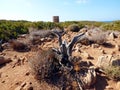 Italy, Sardinia, Cala Domestica, dried vegetation along a trekking route, Buggerru,