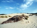 Italy, Sardinia, Carbonia Iglesias, Porto Pino, the dunes beach Royalty Free Stock Photo