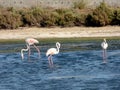 Italy, Sardinia, the pond of Porto Pino, flamingos