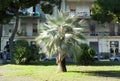 Italy, Sicily, Catania, Piazza Federico di Svevia, palm tree Royalty Free Stock Photo
