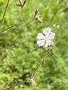 Single white campion flower blooming in the field in Italy Royalty Free Stock Photo