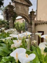 White calla lilies blooming in Spello, Italy