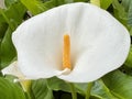 Beautiful white calla lilies blooming in spring in Italy Royalty Free Stock Photo