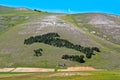 Italy trees in Castelluccio of Norcia Royalty Free Stock Photo