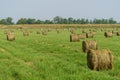 Italy Tuscany Alberese Grosseto, field with hay bales grass and yellow flowers, panoramic view Royalty Free Stock Photo