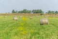 Italy Tuscany Alberese Grosseto, field with hay bales grass and yellow flowers, panoramic view Royalty Free Stock Photo