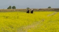 Italy Tuscany Alberese Maremma Natural Park called Uccellina two cowboys cross a field in rapeseed on horseback Royalty Free Stock Photo