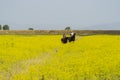 Italy Tuscany Alberese Maremma Natural Park called Uccellina two cowboys cross a field in rapeseed on horseback
