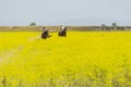 Italy Tuscany Alberese Maremma Natural Park called Uccellina two cowboys cross a field in rapeseed on horseback