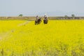 Italy Tuscany Alberese Maremma Natural Park called Uccellina two cowboys cross a field in rapeseed on horseback