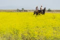 Italy Tuscany Alberese Maremma Natural Park called Uccellina two cowboys cross a field in rapeseed on horseback Royalty Free Stock Photo